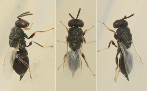 Eurytoma sp.